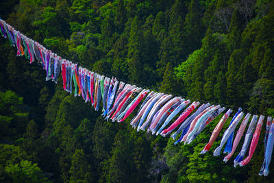 Low angle view of trees in forest