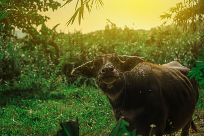 Buffalo in the forest