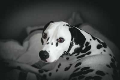 Close-up portrait of dog