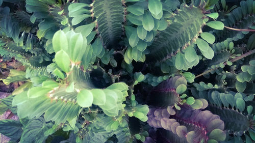 High angle view of purple flowering plant