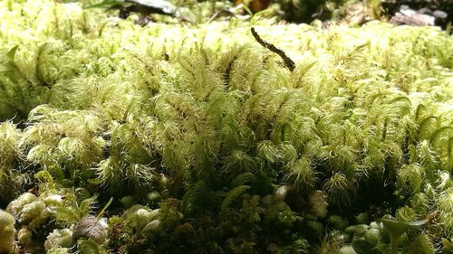 Close up of green leaves