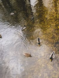 High angle view of ducks swimming in lake