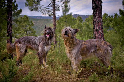 Dogs on grass against trees and sky