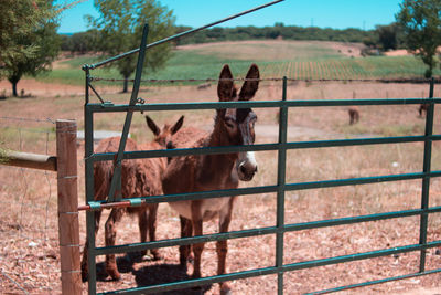 Close-up of donkeys standing on field
