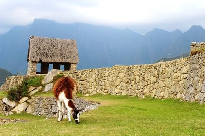 View of a horse on field against mountain range