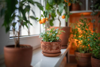 Potted plant on table