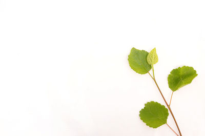 Close-up of plant against white background