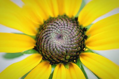 Extreme close up of yellow flower