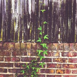 Plants growing on tree trunk