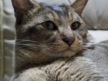 Close-up portrait of cat