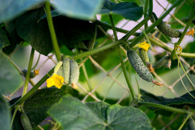 Close-up of lizard on plant