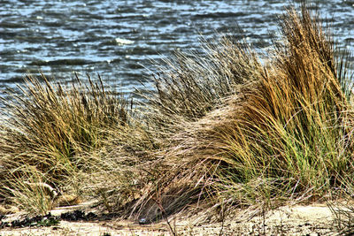 High angle view of grass on beach