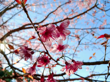 Low angle view of pink cherry blossoms in spring