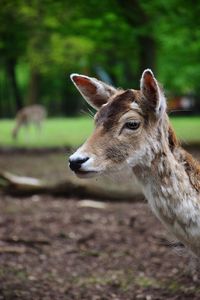 Close-up of deer on field