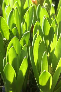 Hyacinth with spherical bulbs is a perennial herb