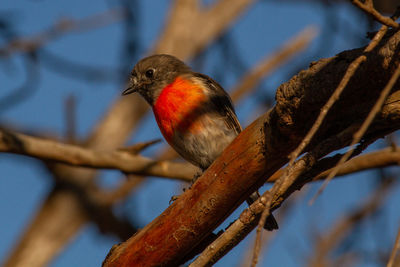Close-up of bird perching on branch