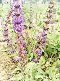 Close-up of purple flowering plants on field