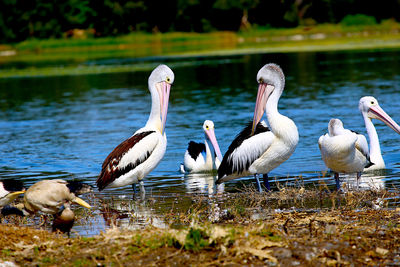 View of birds in lake