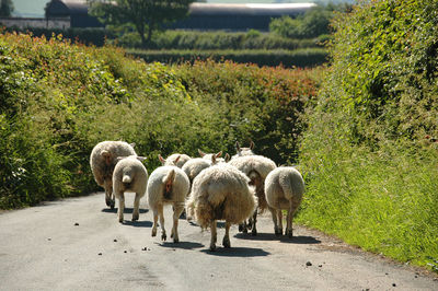 View of sheep walking on road against hedges