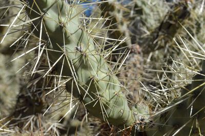 Close-up of cactus