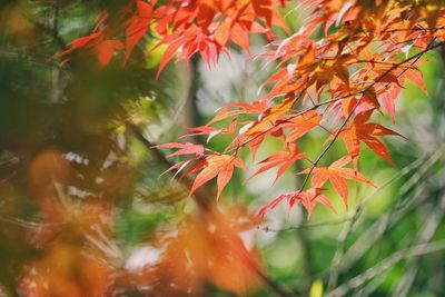 Close-up of maple leaves on tree