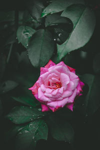 Close-up of pink rose