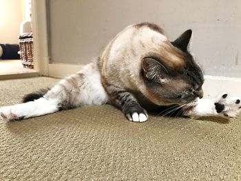 Close-up of a cat resting