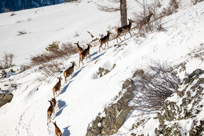 Deer in val di susa, piedmont, italy