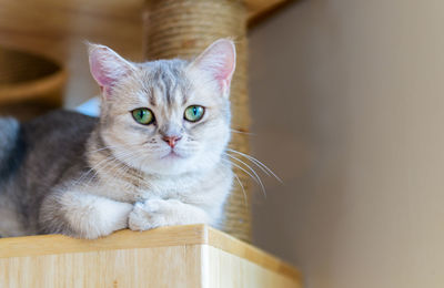 Cute brown scottish fold cat sitting on wood, popular pet animal concept