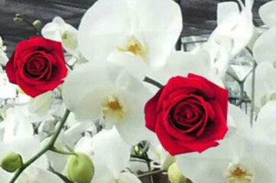 Close-up of rose bouquet