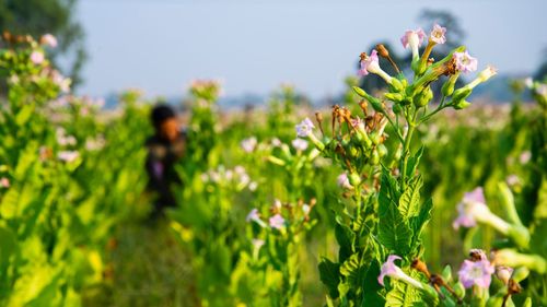 Close-up of flowering plants on field