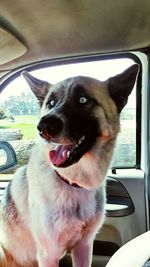 Close-up of dog sitting in car