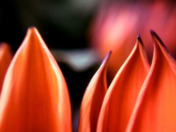 Close-up view of orange