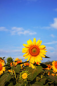 Close-up of yellow sunflower against sky