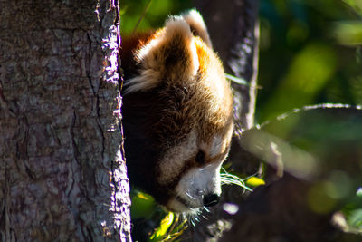 Low angle view of squirrel on tree