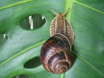 Close-up of snail on leaf