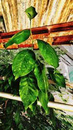 Close-up of snake on plant