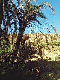 Palm trees on field against clear sky