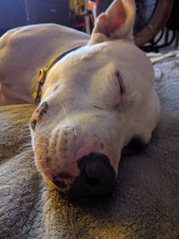 Close-up of dog sleeping at home