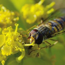 Close-up of bee pollinating on flower