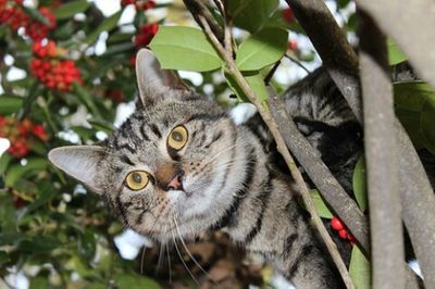 Close-up portrait of cat