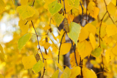 Close-up of yellow flowering plant during autumn