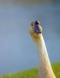 Close-up portrait of bird against sky