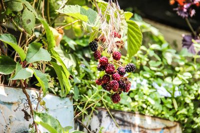 Close-up of red berries on tree