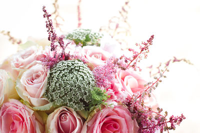 Close-up of pink roses against white background