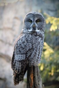 Close-up portrait of owl