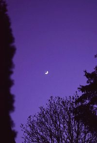 Low angle view of purple tree against sky at night