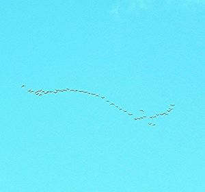 Birds flying against blue sky