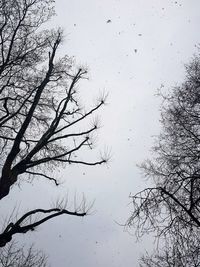 Low angle view of bare tree against sky