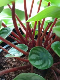 High angle view of potted plant